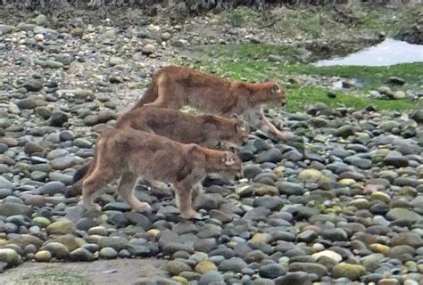 cougars on the beach